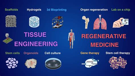  Elastin-Implantate: Revolutionäre Lösungen für die Regenerative Medizin?!