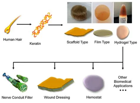  Keratin: Ein Wundermaterial aus der Natur für innovative Anwendungen in der Medizintechnik!