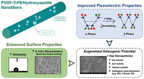  Osteoinduktives Hydroxyapatit: Ein Wundermaterial für den Knochenersatz?!